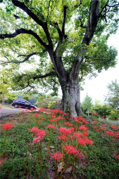 [여행]꽃무릇···가을 花信이 찾아오다