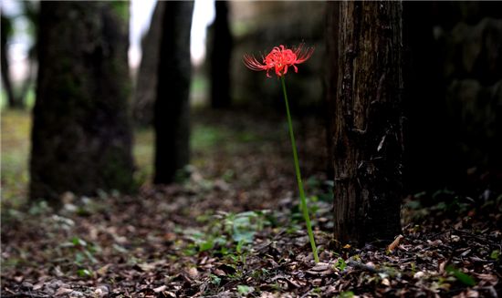 [여행]선운사외 꽃무릇 명소는 어디?