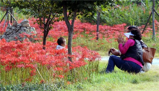 [여행]선운사외 꽃무릇 명소는 어디?