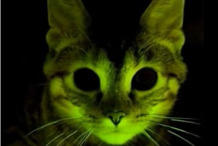 형광 고양이 탄생…"향후 에이즈 연구에 도움 될 것"