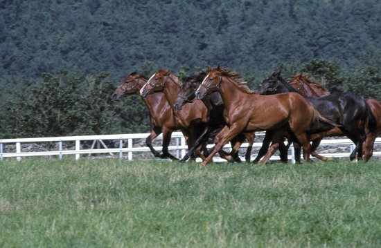 [주말레이싱] 말 산업, 날개 달다
