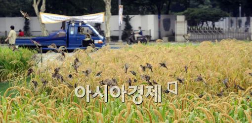 [포토]도심 속 참새 방앗간!