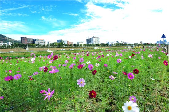 중랑천 코스모스 가을 정취 더해 