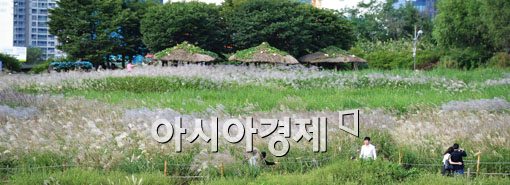 [포토] 하늘공원은 '억새풀' 천국