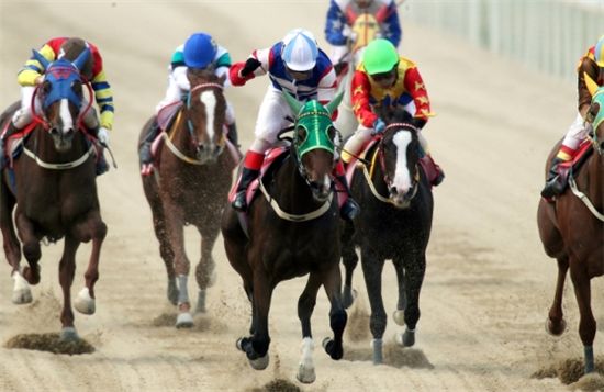 [주말레이싱] 노장 '탑포인트' 단독 선행 베팅축