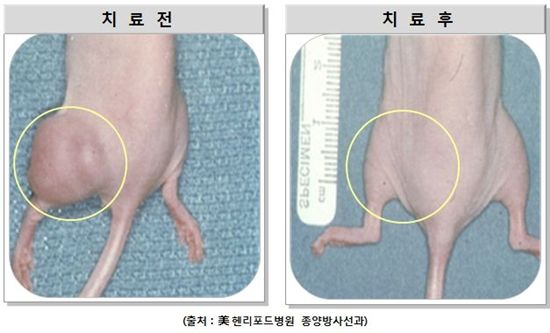 지아이바이오측이 밝힌 쎄라젠 치료 전후의 생쥐 사진