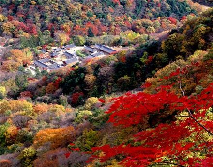 내장산국립공원 백양사 단풍모습