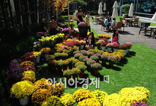 [포토] '국화로 만든 정원 보려오세요~'