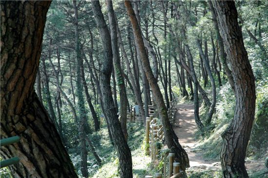 낙동강길중 경천대 솔숲