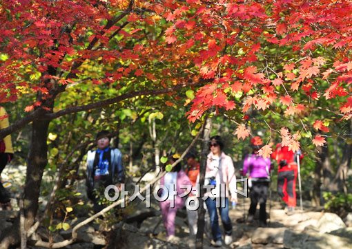 [포토] 곱게 물든 단풍