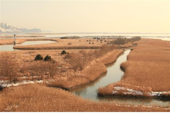 [포토]낙동강 을숙도