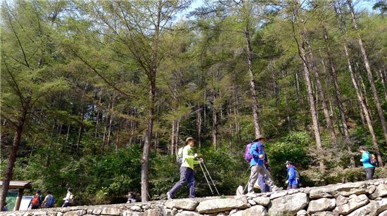 산행객들이 스틱을 이용해 포천 명성산을 오르고 있다.