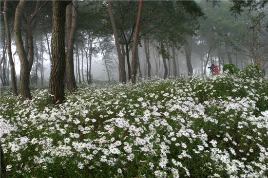 [여행]구절초 솔숲에 서서 가을을 품는다