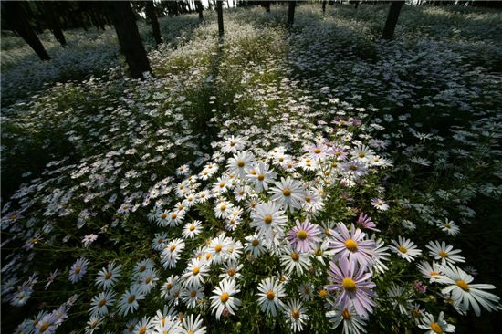 [여행]구절초 솔숲에 서서 가을을 품는다