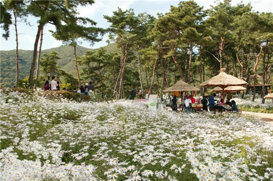 [여행]구절초 솔숲에 서서 가을을 품는다