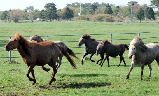 馬산업, 걸음마 단계 벗어나려면