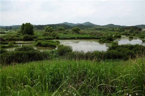 낙동강5경 우포늪