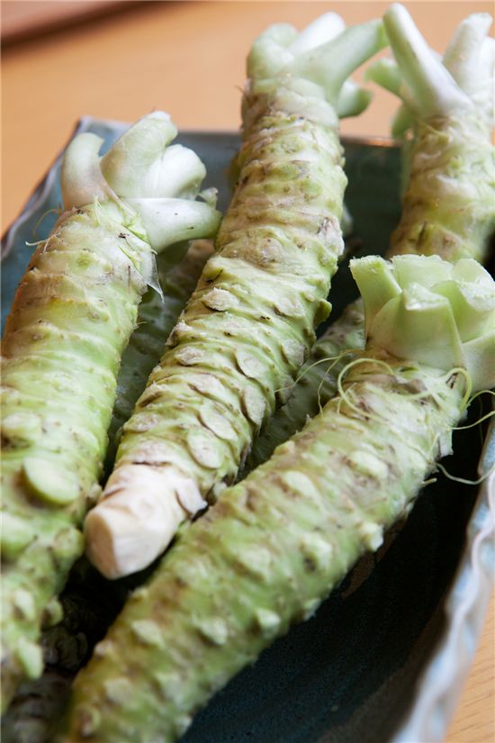 '회는 와사비 vs 초장' 종결되나…"와사비, 기억력 개선 효과"