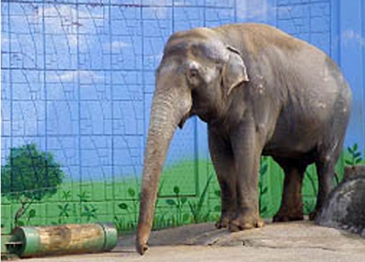 코끼리 태산이 사망…"가족 잃은 슬픔에 결국.."