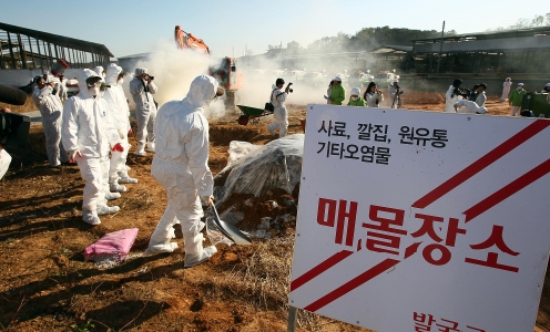 "백신놨는데.."…정부, 구제역 주의보 발령 왜?