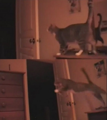 고양이의 엄청난 점프력 대폭소 "점프력은 어디로?"