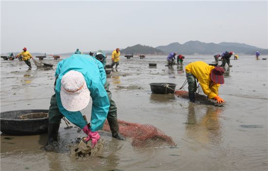 충남 태안군 소원면 파도리 일원 게르마늄 바지락 양식장서 어민들이 바지락을 잡고 있다.