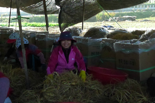 홍삼의 탁월한 효능, 제대로 된 원료에서 나온다