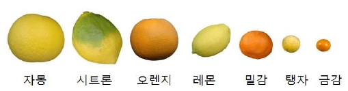 감귤 가계도 [사진출처=아시아경제 DB]