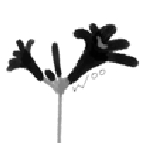 [아, 저詩] 서안나 '늦게 도착하는 사람-상사화 중에서'