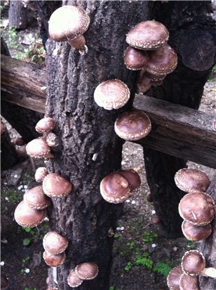 다산향 표고버섯이 솟아난 모습