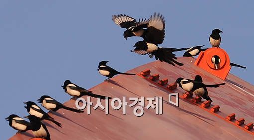 [포토] '자리 싸움하는 여의도 까치'