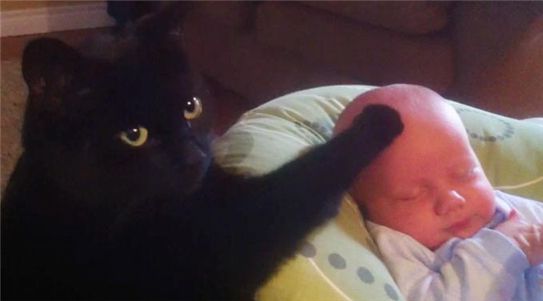 아기 재우는 고양이…"웬만한 형보다 낫다!"