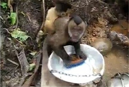 설거지 원숭이…"솜씨가 사람보다 야무져!"