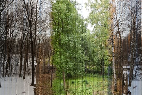 에릭 솔하임 씨가 완성한 '1년간의 숲' 사진.