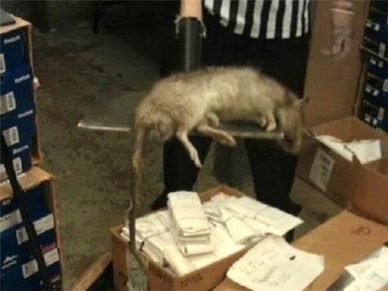 미국에서 발견된 괴물 쥐(출처 : gothamist.com)