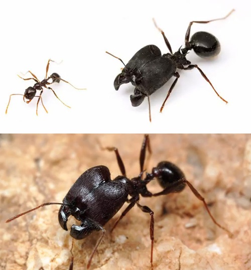 '헐크 개미 탄생' 성장호르몬 맞은 후 괴물로 변신