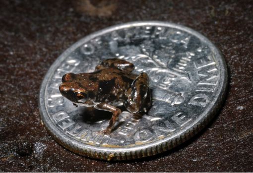 허걱, 개구리가 ‘새끼손톱’만하네