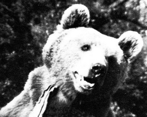 2차대전에 참전했던 곰 '보이텍'