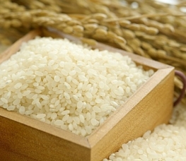 [쌀의 진화①] 쌀이 진화한다