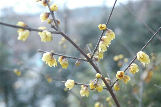 진주에 있는 남부산림연구소 정원에서 노란 꽃망울을 터뜨린 '겨울의 진객' 납매.