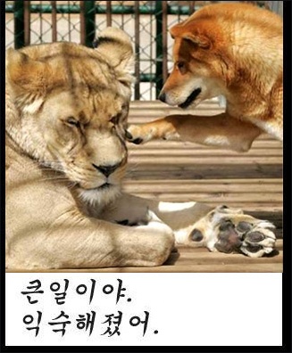 "큰일이야 익숙해졌어" 강아지한테 혼나던 사자 다큰후에도..