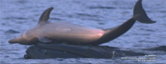 돌고래 태워주는 고래(출처 : 유튜브 화면 캡쳐)