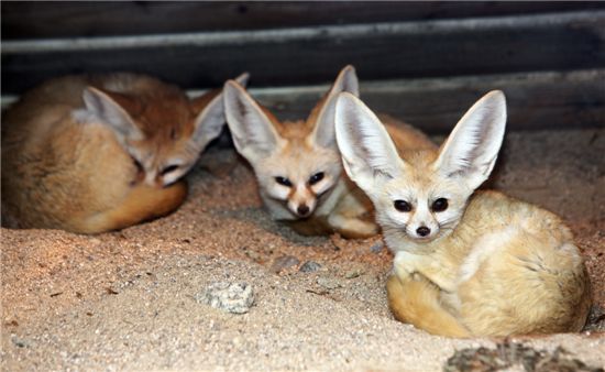 서울어린이대공원서 지난해 멸종위기종 등 대거 탄생