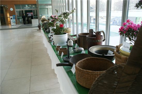 서초구청에 봄 전령 철축이 피었어요