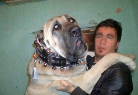 19인치 대두 견공 "80kg 나가는 마스티프"