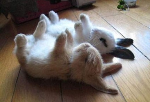 누워서 자는 토끼…"너무 깜찍해서 인형인 줄"