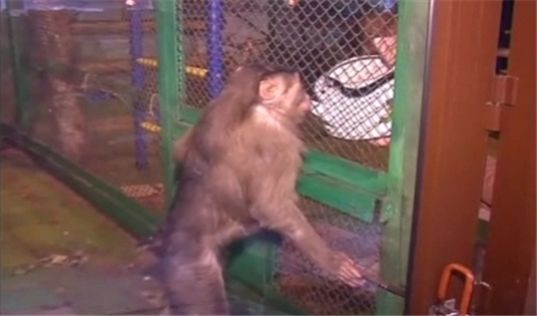 "동물원의 원숭이들 매일 '술' 마시는 이유"