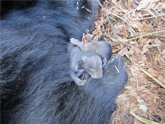 지난 1월 새로 태어난 반달가슴곰 새끼 두 마리의 모습