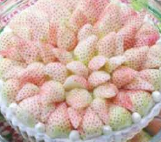 순백색 딸기 '파인베리'를 아시나요?