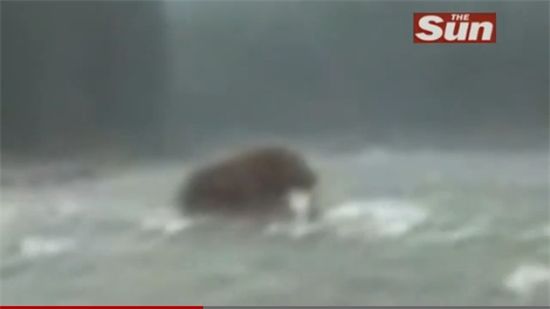 [동영상] 매머드 추정 동물 목격 "물고기 문 불곰?"